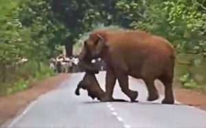 Watch: Elephant Herd Takes Out “Funeral Procession” For Dead Calf
