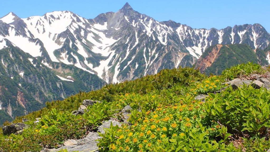 Medical Benefits of ‘Solo’ Herb Plant of Ladakh, is it the Wonder Drug?