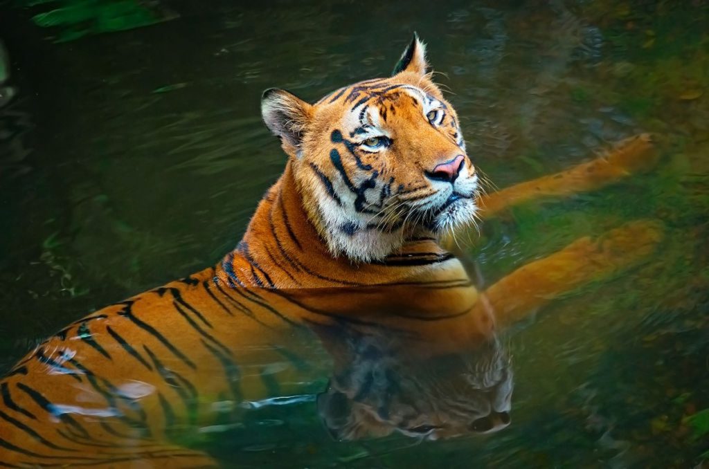A Tiger in India Walks 2000 KM to Find a Suitable Partner and Prey