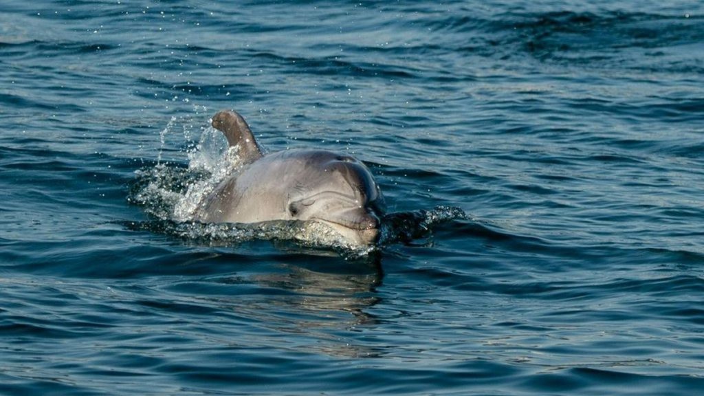 Ganga River Rare Dolphins Spotted in Meerut Stuns Internet