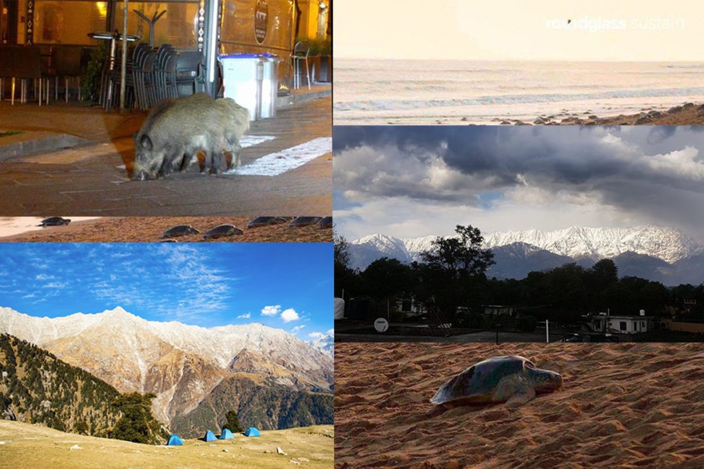 19 Visuals During Lockdown that Prove Nature is Healing and Maybe We Were The Virus