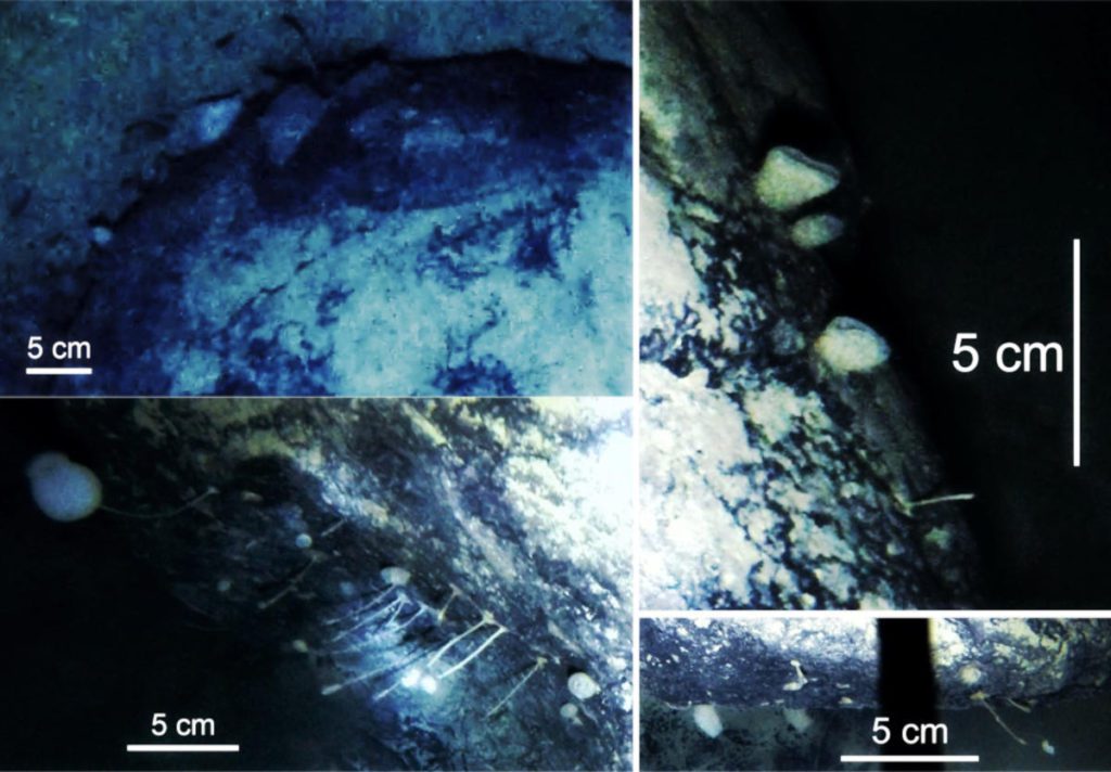 Strange Creatures Accidentally Discovered Beneath Antarctica’s Ice Shelves, ‘Never in a million years’ Would They Have Expected It, Says Lead Scientist