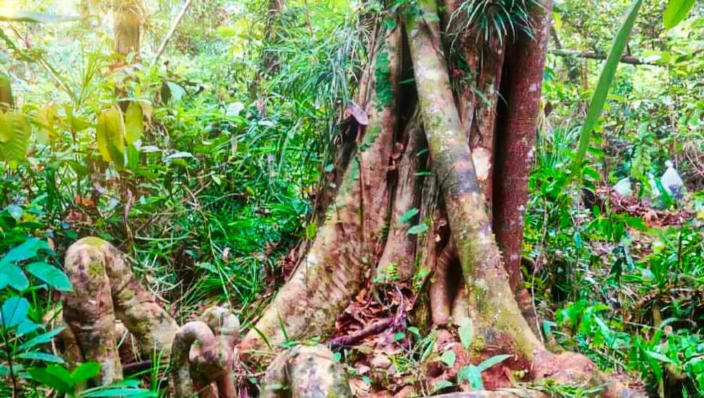 A New Giant Tree Species Discovered in Indonesia