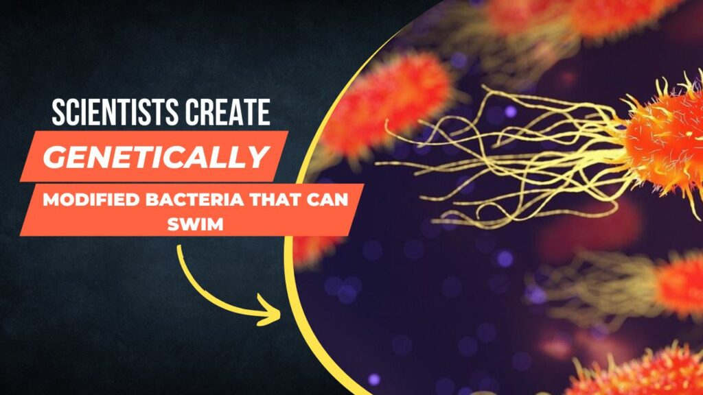 Scientists Have Created A Genetically-Engineered Synthetic Microorganism That Can Swim