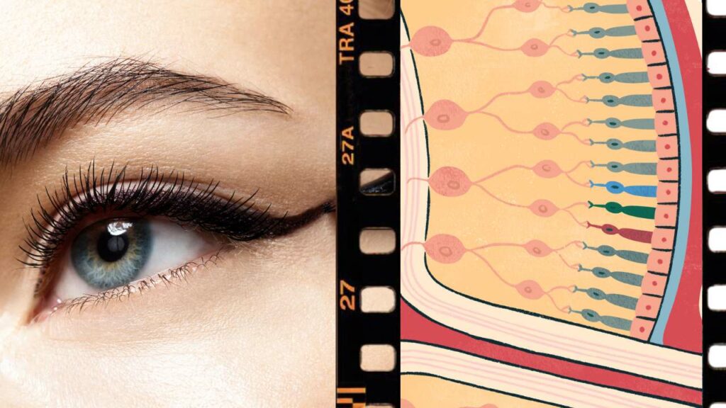 Scientists Take Big Step Towards Treating Blindness With Lab-Grown Retinal Cells
