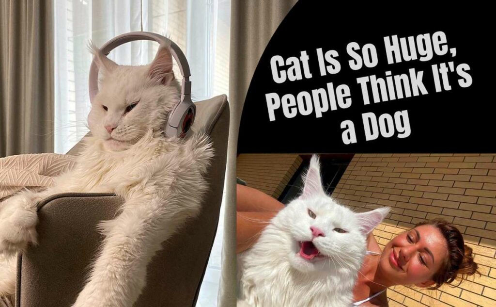 This Cat Is So Huge, People Think It’s a Dog: Could It Be the World’s Biggest?